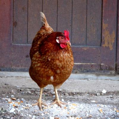 la poule rousse