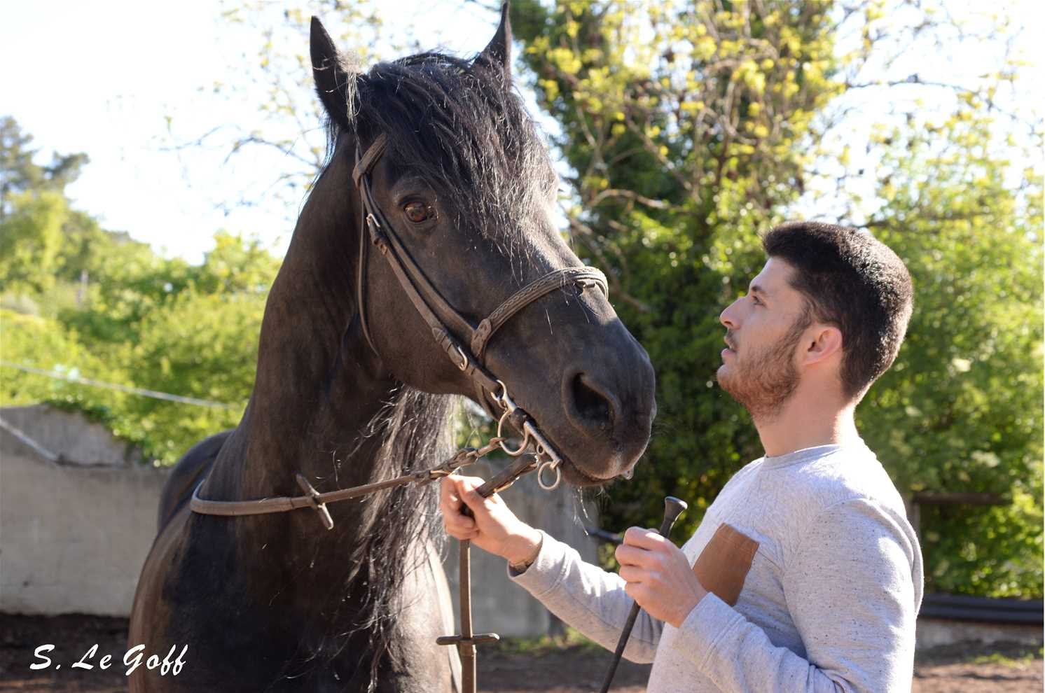 Cavalier cheval