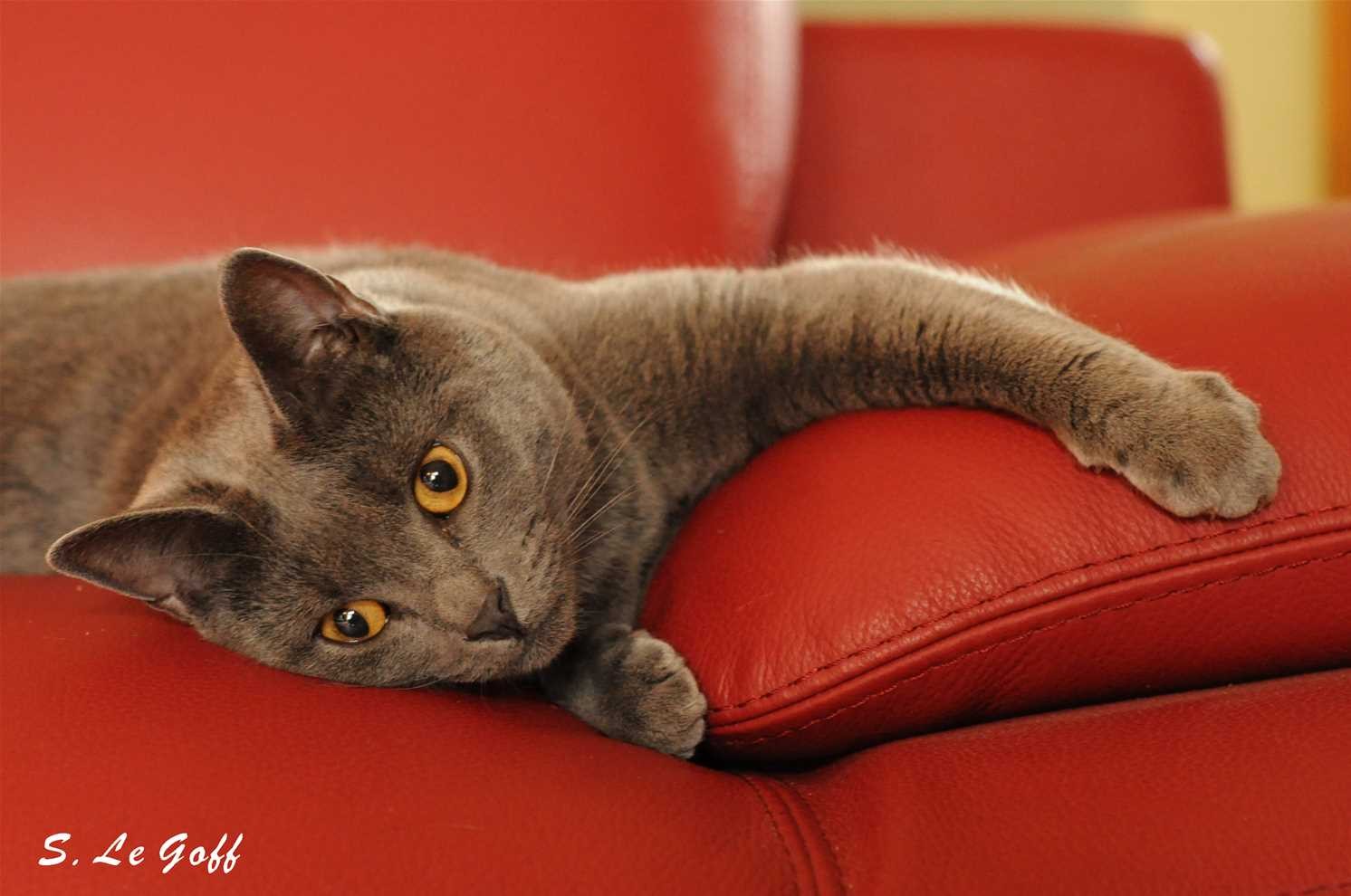 Chat chartreux