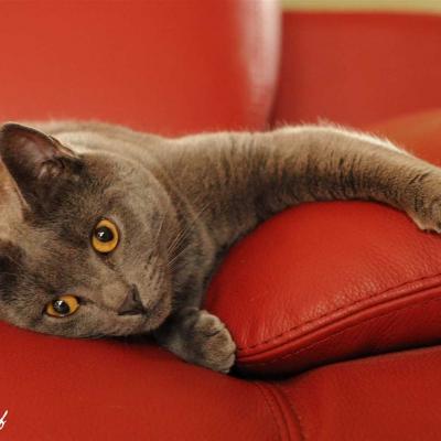 Chat chartreux