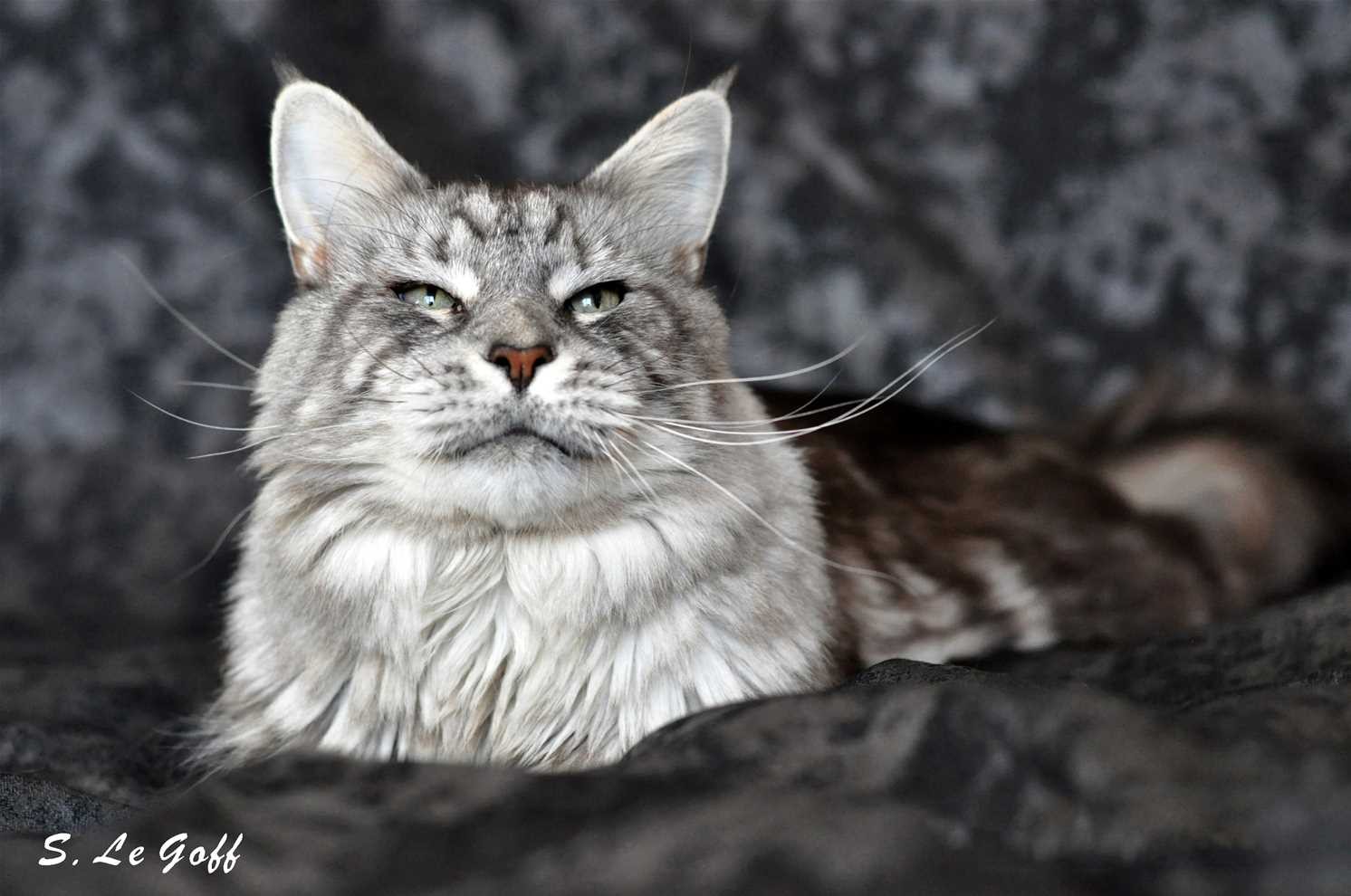 Chat maine coon gris