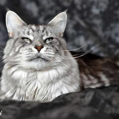 Chat maine coon gris