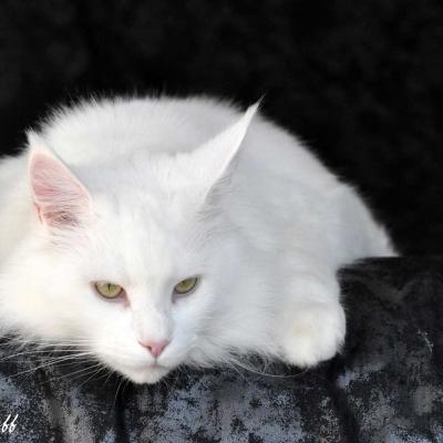 Chat maine coon blanc