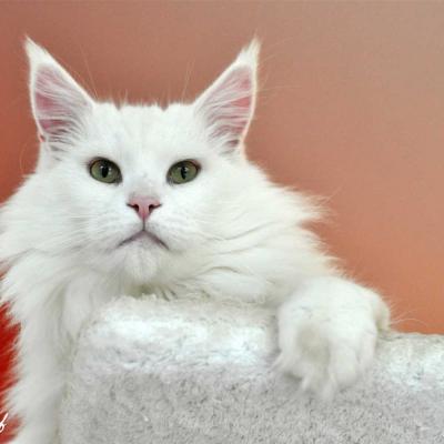 Chat maine coon