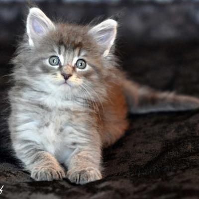 Chaton maine coon 1