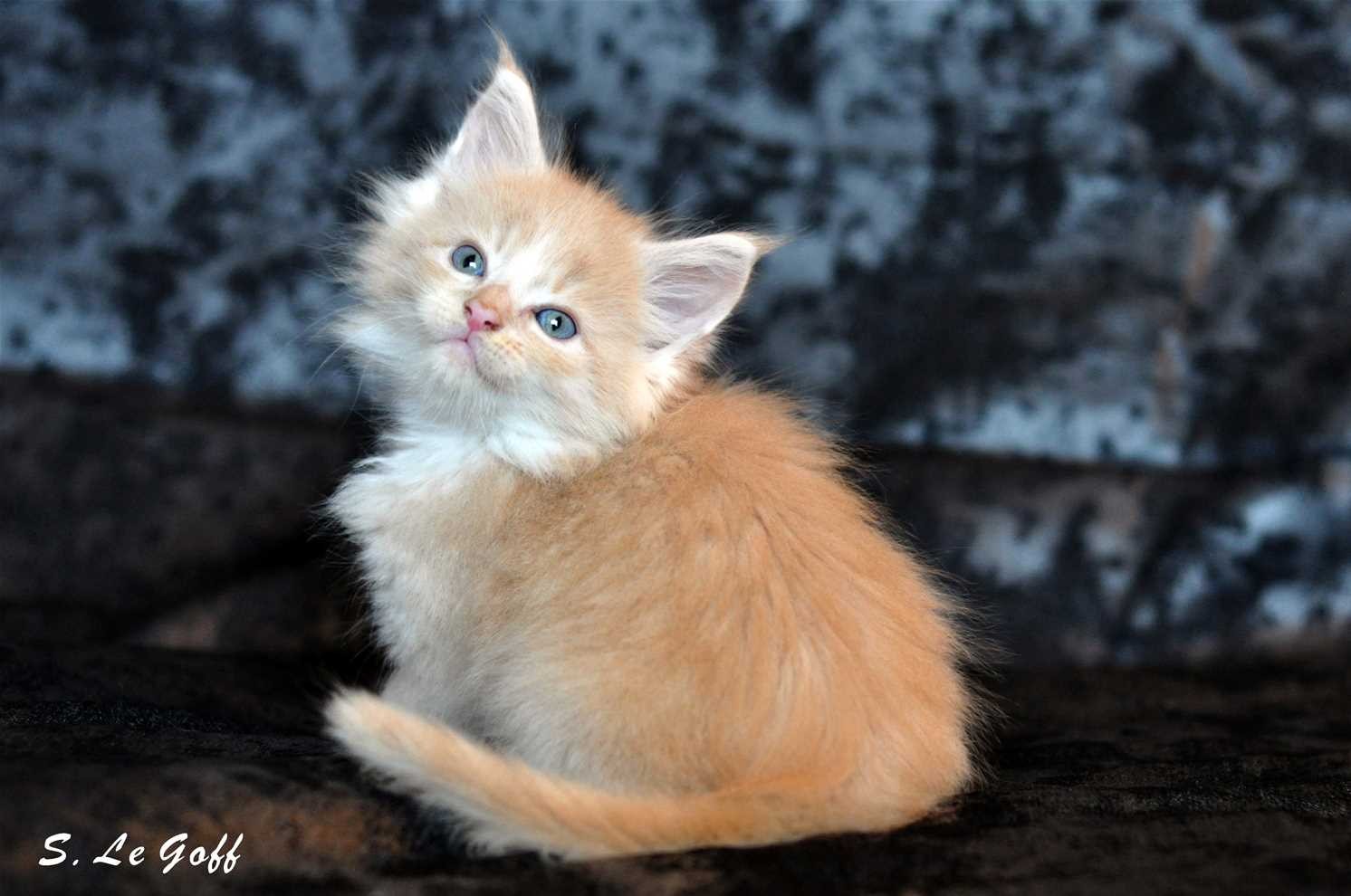 Chaton maine coon 2 1