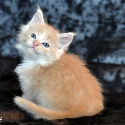 Chaton maine coon 2 1