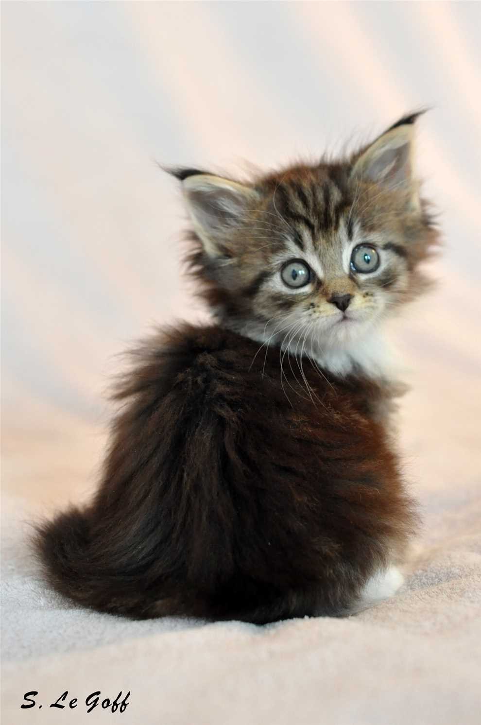 Chaton maine coon 2 