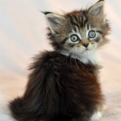 Chaton maine coon 2 