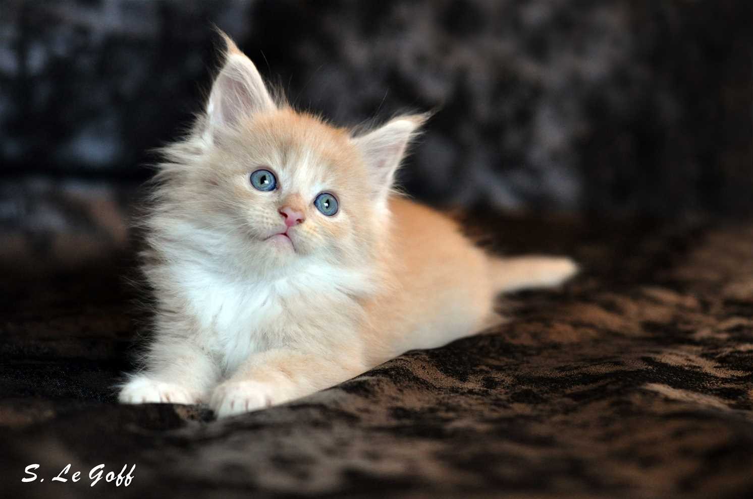 Chaton maine coon 3 1