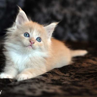 Chaton maine coon 3 1