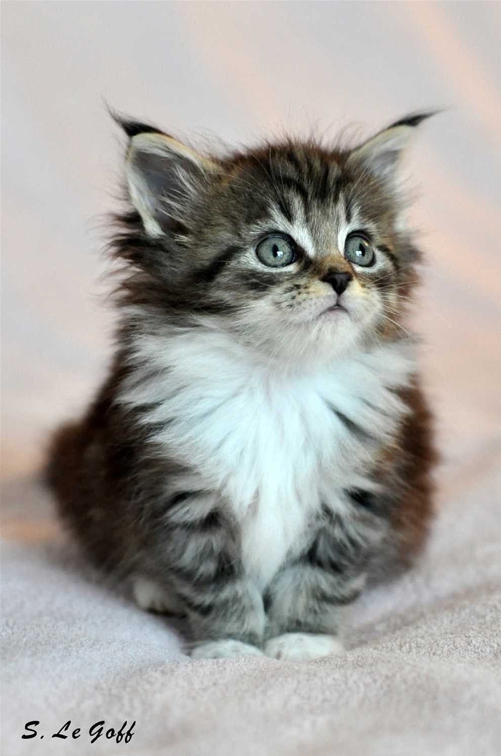 Chaton maine coon 3 