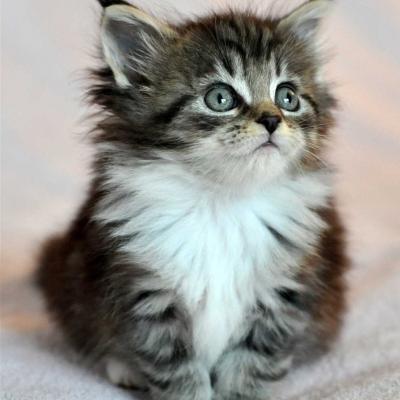 Chaton maine coon 3 