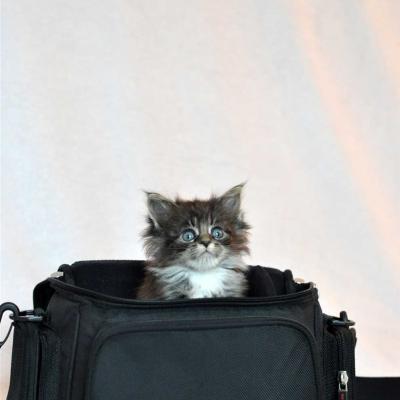 Chaton rigolo