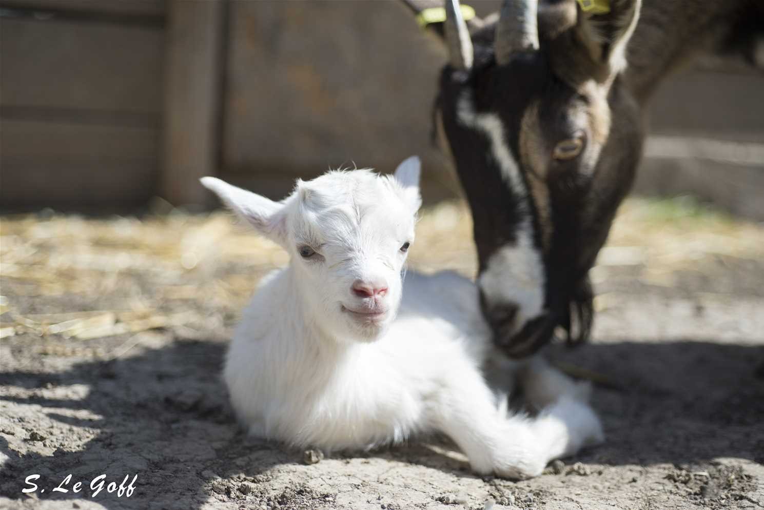 Chevreau bebe