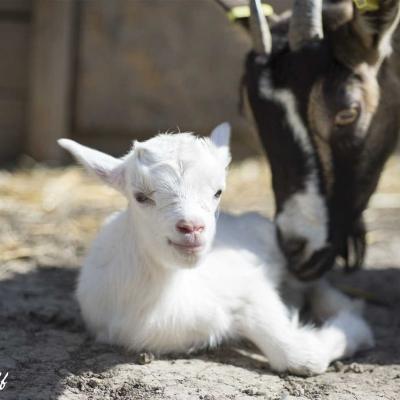 Chevreau bebe