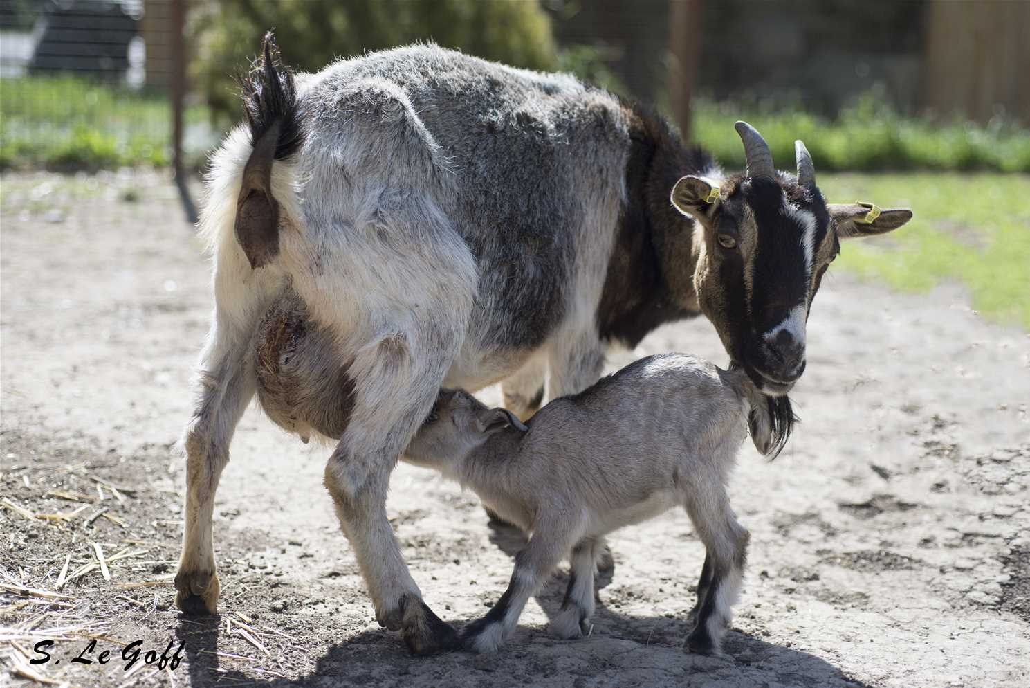 Chevreau tete maman