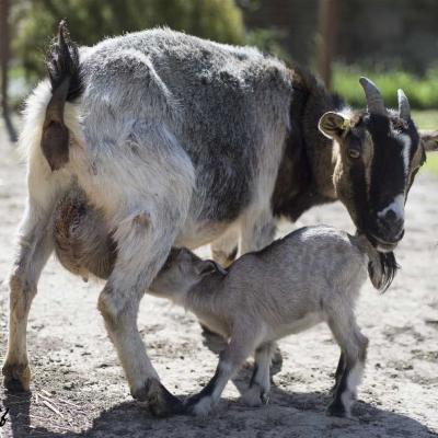 Chevreau tete maman