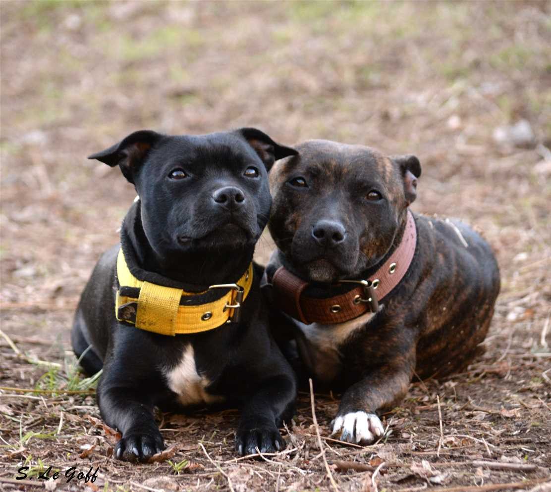 Chiens staffy