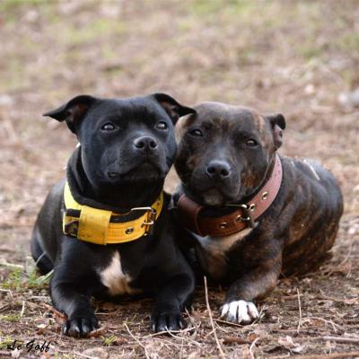 Chiens staffy