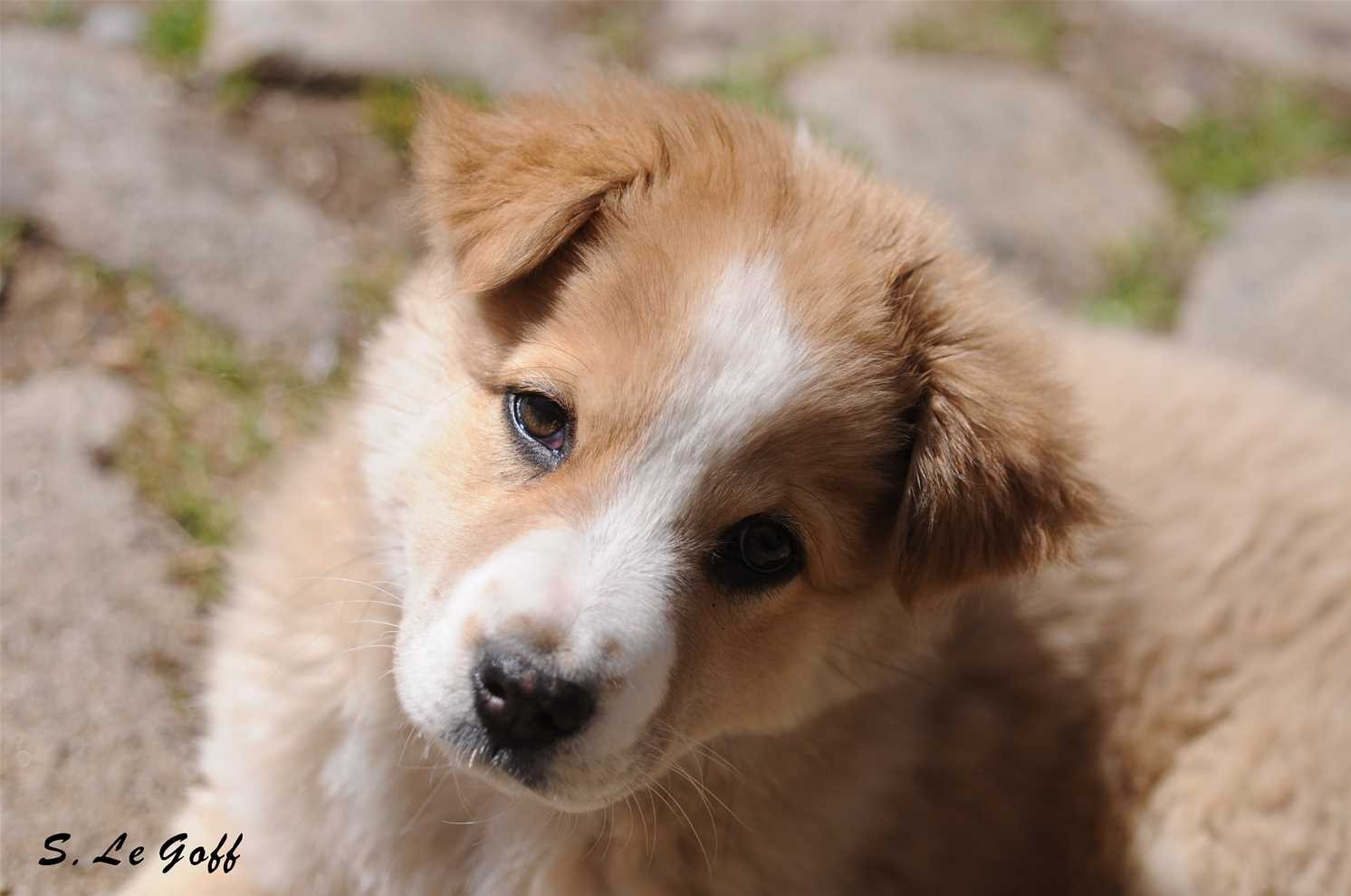 Chiot berger australien