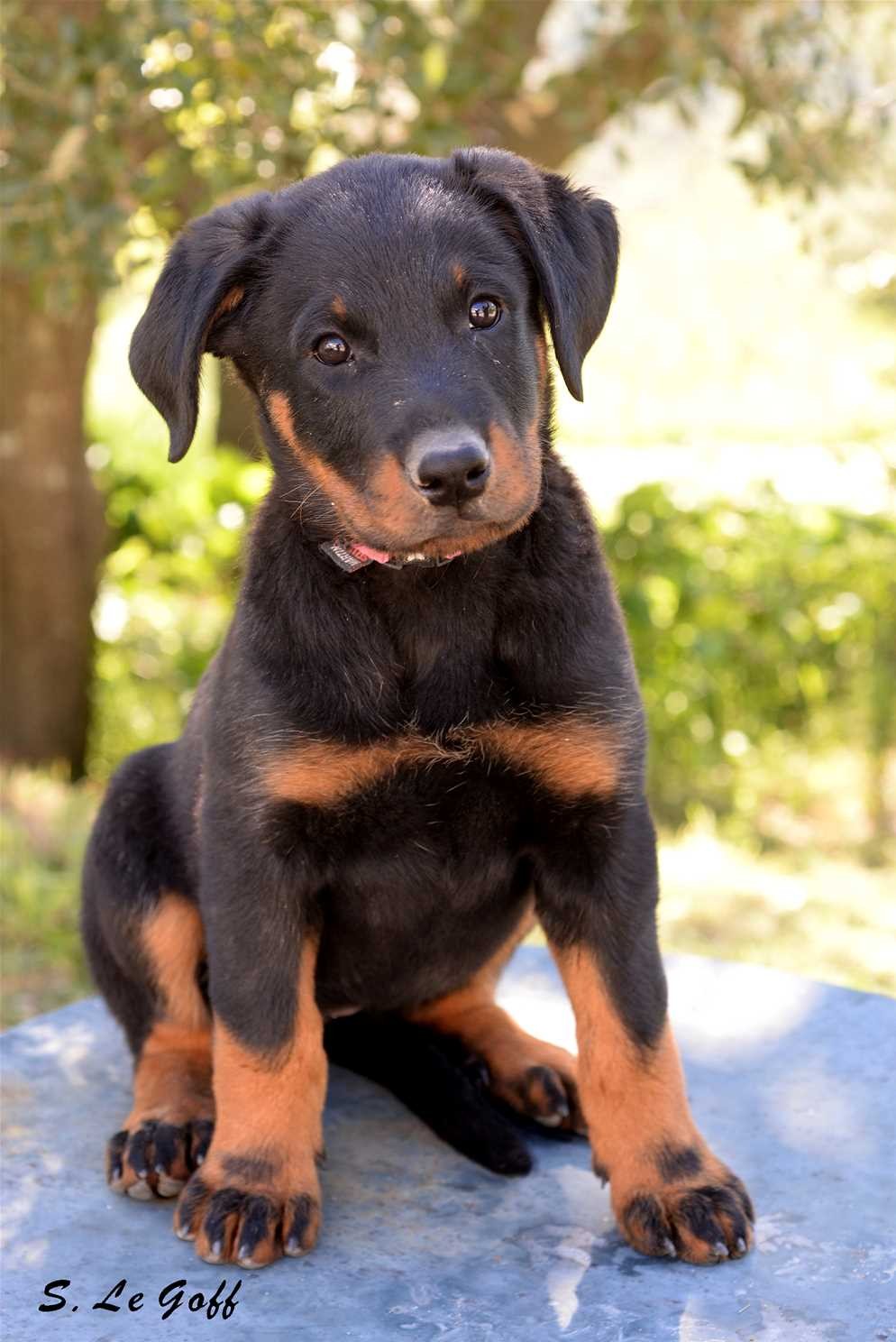 Chiot beauceron 2 