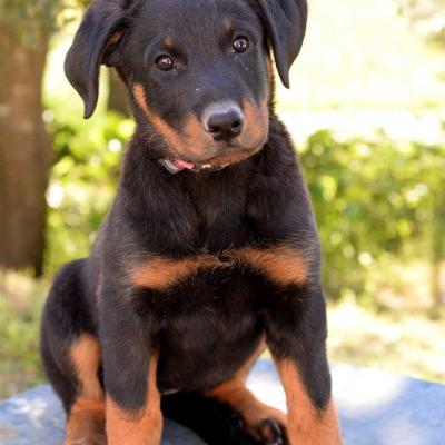 Chiot beauceron 2 