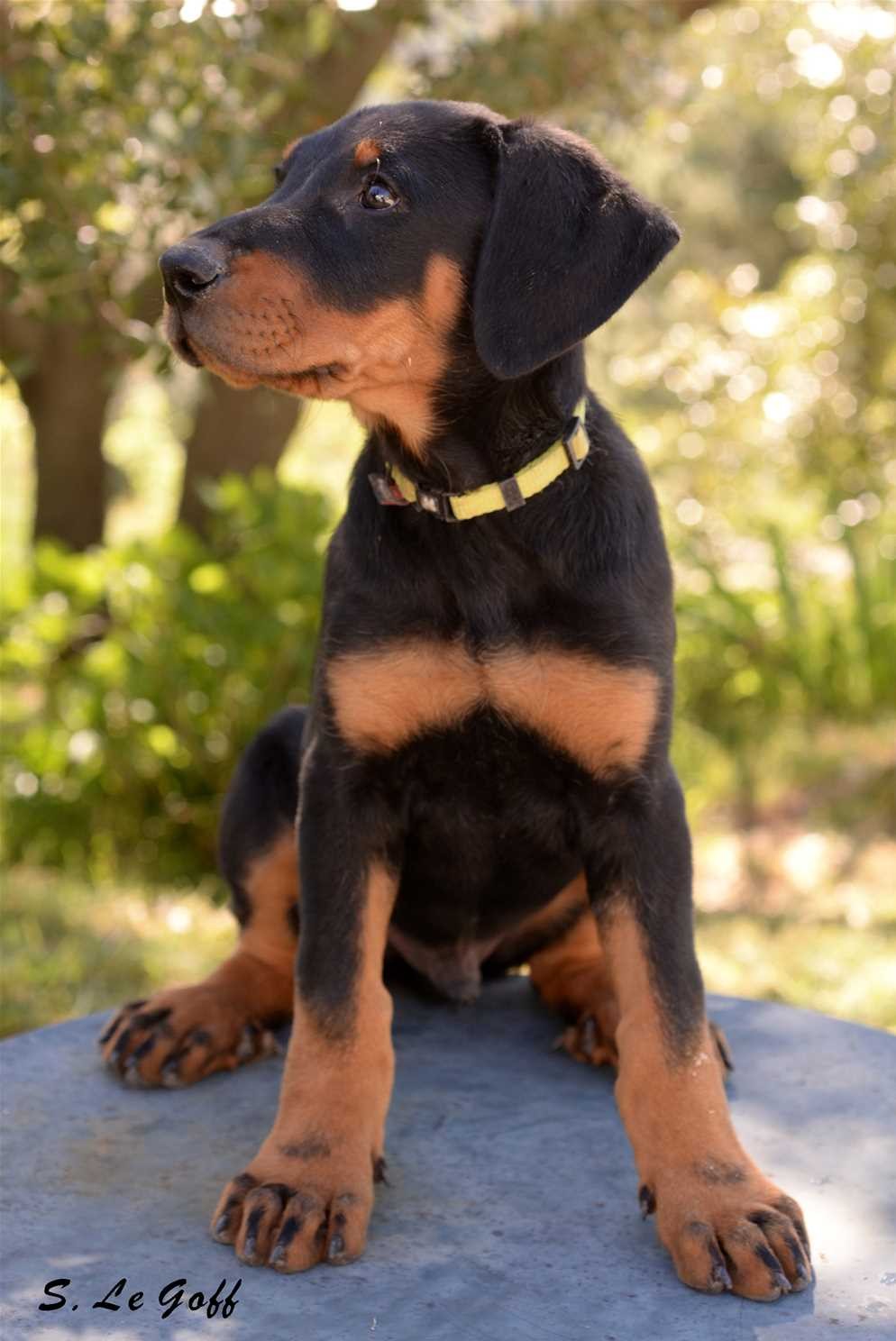 Chiot beauceron