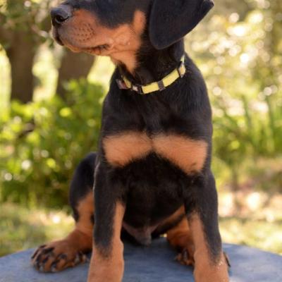 Chiot beauceron