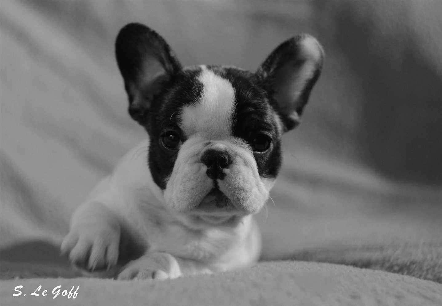 Chiot bouledogue 2 