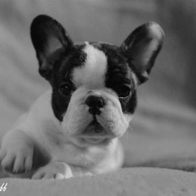 Chiot bouledogue 2 