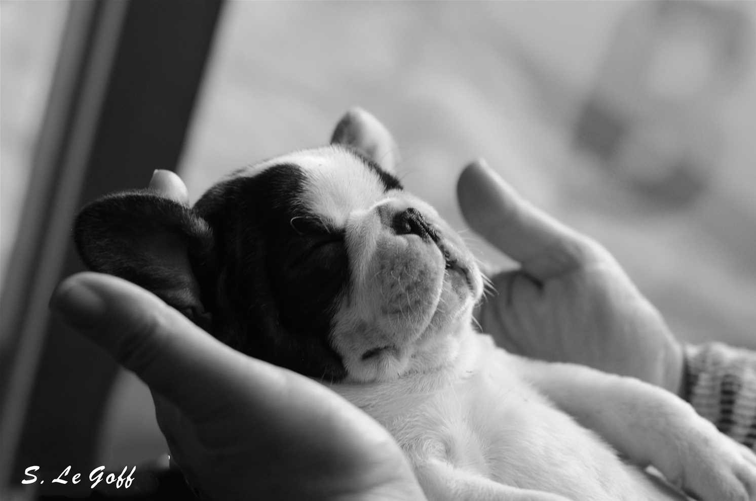 Chiot bouledogue