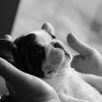 Chiot bouledogue