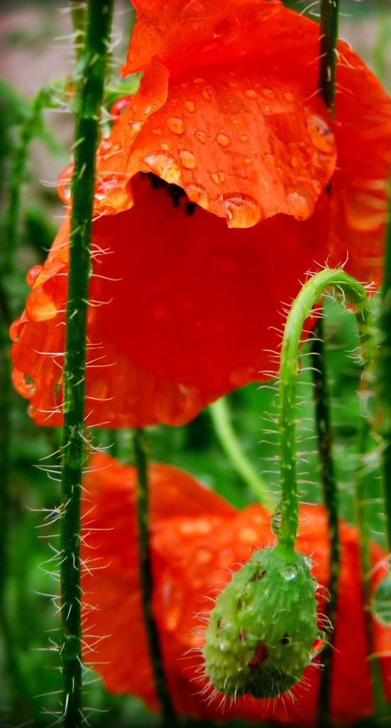 coquelicots