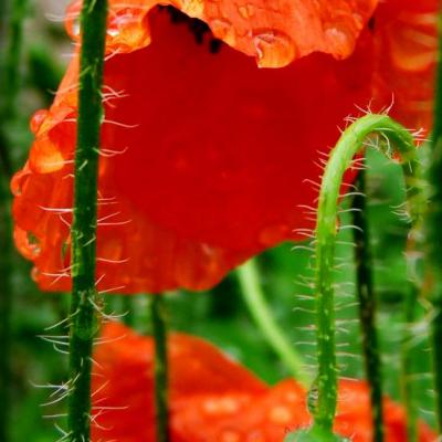 coquelicots