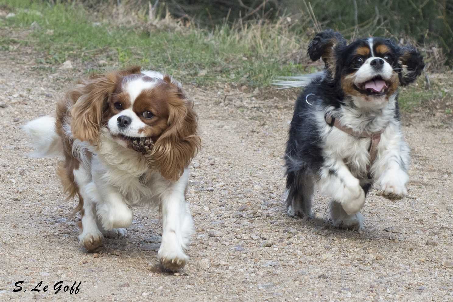 Couple chiens king charles