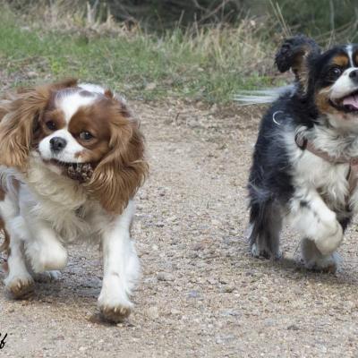 Couple chiens king charles