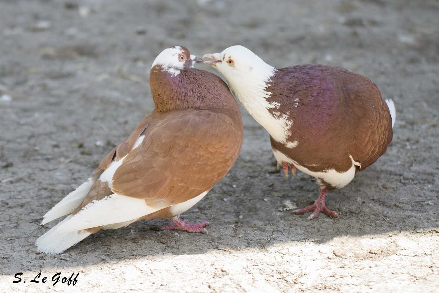 Couple pigeons