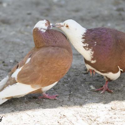 Couple pigeons