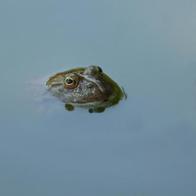 la grenouille bleue