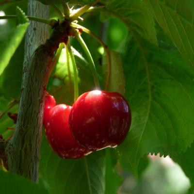 les cerises