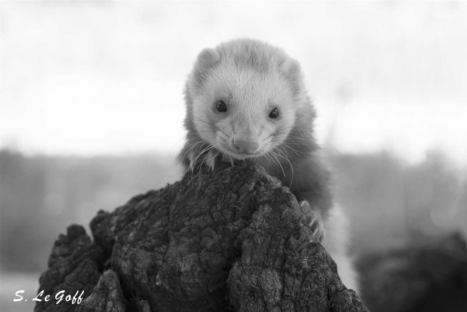 Furet