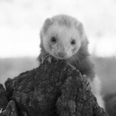 Furet