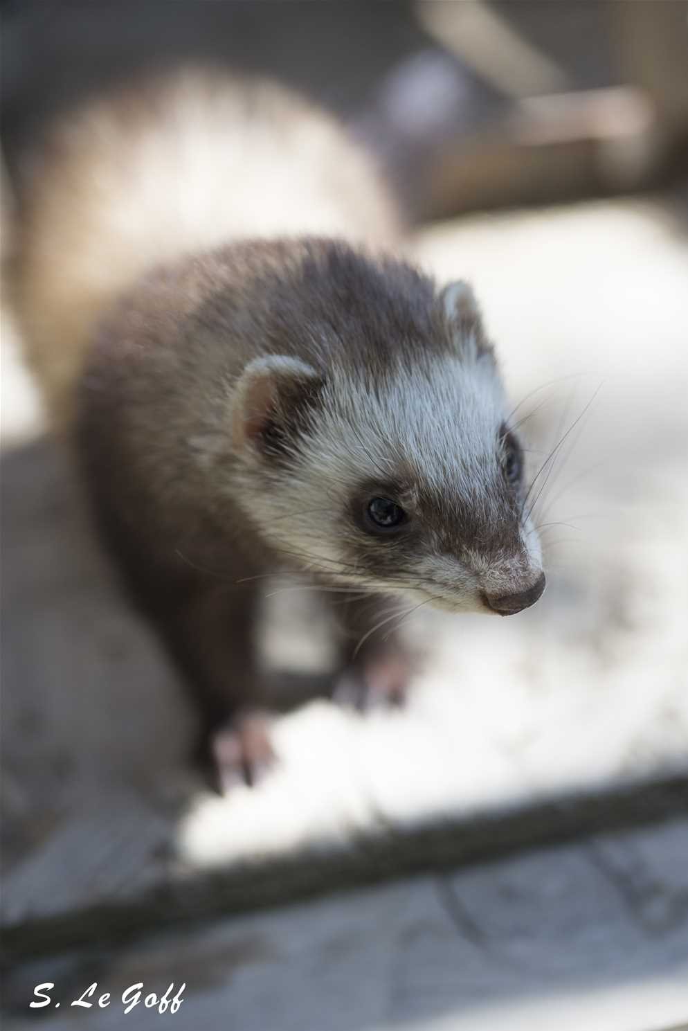 Furet