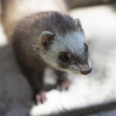 Furet