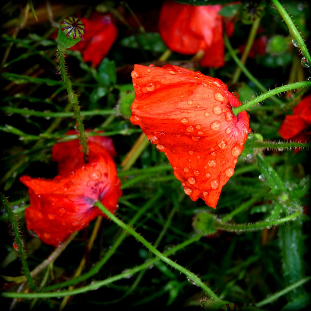 coquelicots et pluie