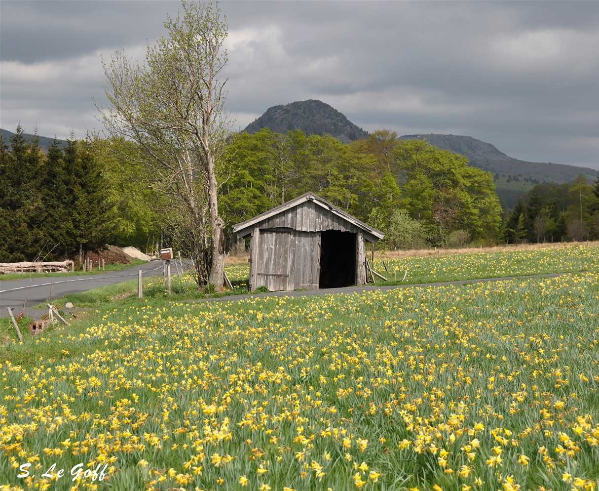 Jonquilles