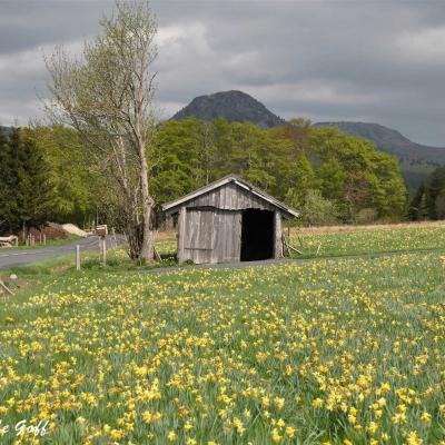 Jonquilles