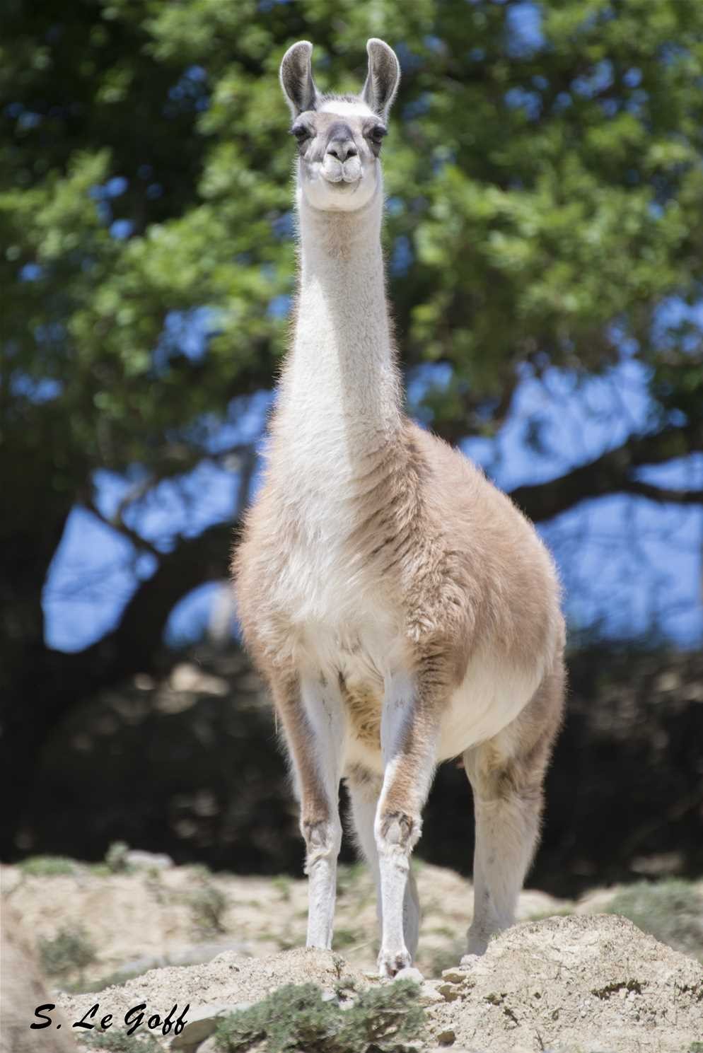 Lama