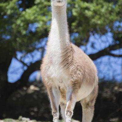 Lama